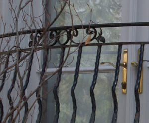close-up of balcony railing and convex wrought iron pickets very pretty from Toronto Luxury home project
